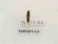 藏品(叩頭蟲(2))的圖片